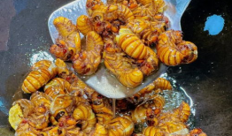 知了视频,探索科技与生活的无限可能